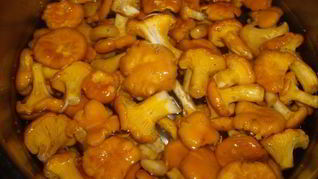 Рецепт Лисичек, маринованных в масле