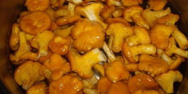 Рецепт лисичек, маринованных в масле