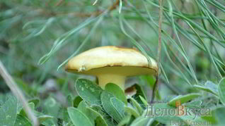 Рецепт Маринованных маслят на зиму