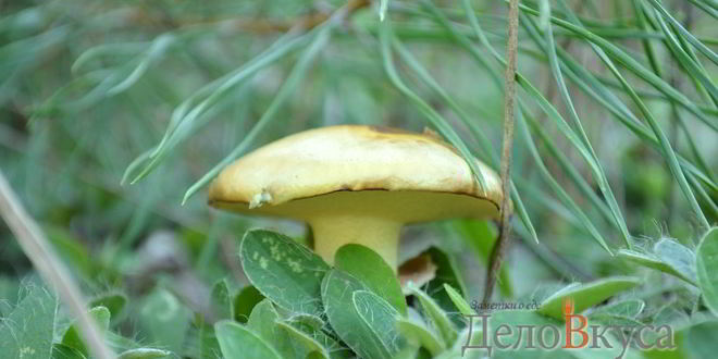 Рецепт маринованных маслят на зиму