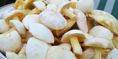 Шаг 2: маринованных маслят на зиму