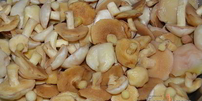 Шаг 3: маринованных маслят на зиму