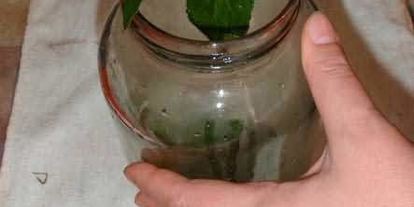 Шаг 23: маринованных огурчиков