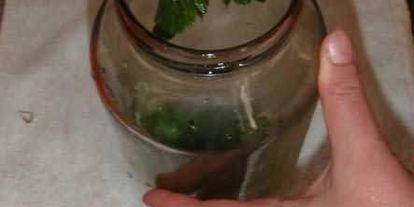 Шаг 25: маринованных огурчиков