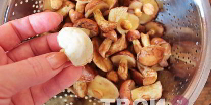 Шаг 1: маслят маринованных