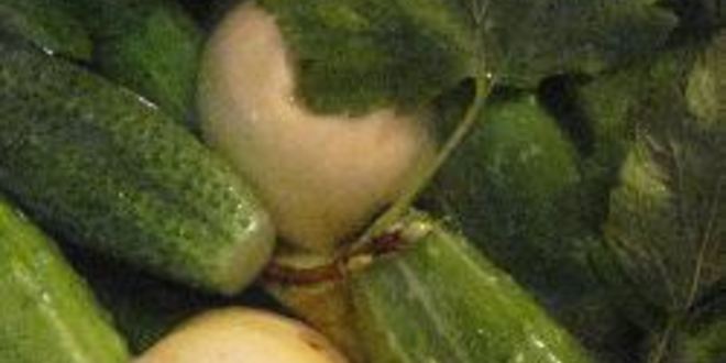 Рецепт малосольных огурцов с яблоками