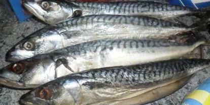 Шаг 11: скумбрии домашнего посола