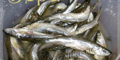 Шаг 3: соленой корюшки