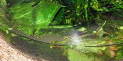 Шаг 3: соленых помидоров