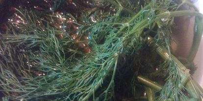 Шаг 3: срочных малосольных огурцов