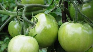 Рецепт Варенья из зеленых помидоров