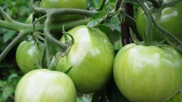 Рецепт Варенья из зеленых помидоров