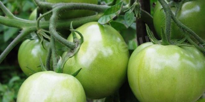 Рецепт варенья из зеленых помидоров