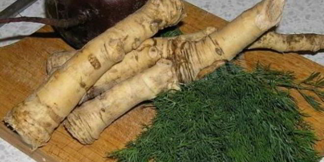 Рецепт заготовки хрена на зиму