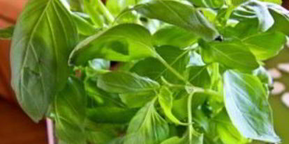 Шаг 2: канапе на шпажках