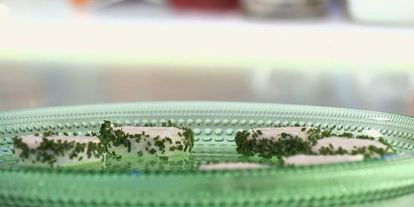 Шаг 2: канапе с форелью