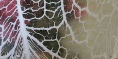 Шаг 3: колбасы в сетке