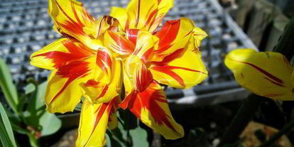 Шаг 8: омлета-суфле кордон блю