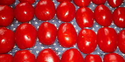 Шаг 4: вяленых помидоров в электросушилке