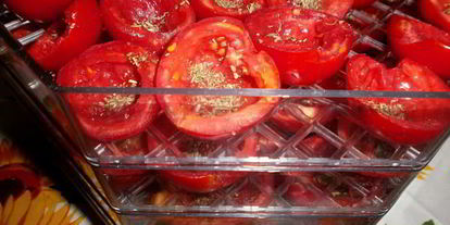 Шаг 8: вяленых помидоров в электросушилке