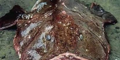 Шаг 10: закуски из морского черта