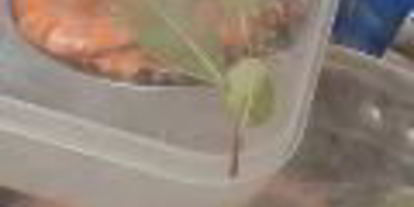 Шаг 2: заливного из судака с креветками